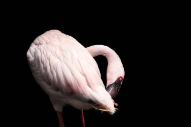 Siyah arkaplanda flamingo