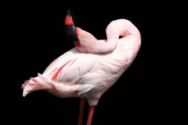 Siyah arkaplanda flamingo