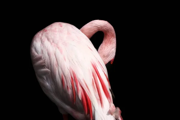 Flamingo auf schwarzem Hintergrund — Stockfoto