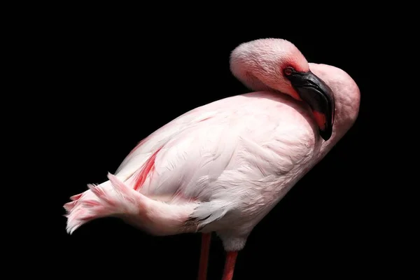 Flamingo auf schwarzem Hintergrund — Stockfoto