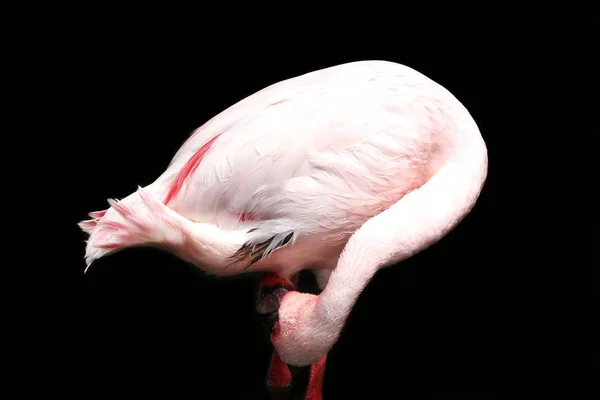 Flamingo no fundo preto — Fotografia de Stock