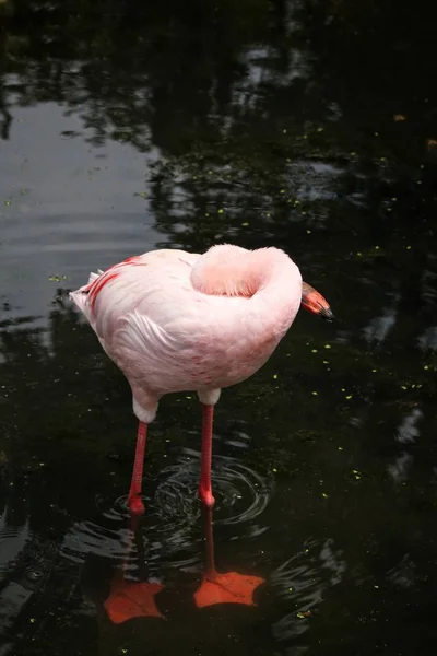 Close up de flamingo rosa — Fotografia de Stock
