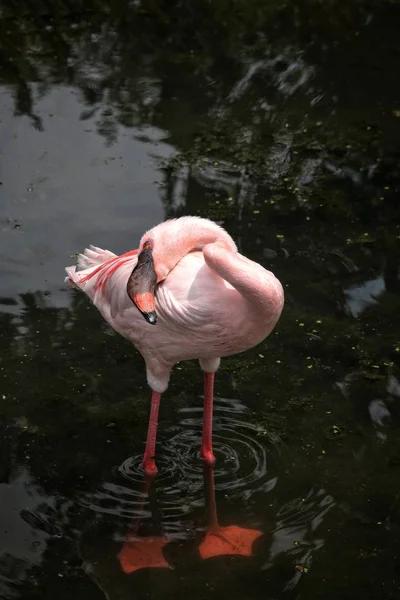 Nahaufnahme von rosa Flamingo — Stockfoto