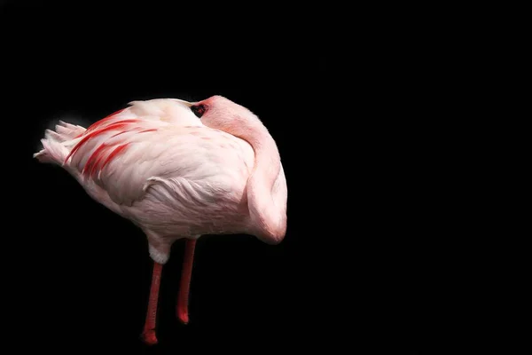 Flamingo auf schwarzem Hintergrund — Stockfoto