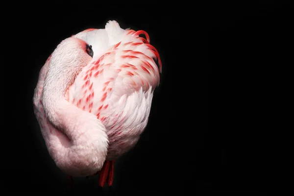 Flamingo op zwarte achtergrond — Stockfoto