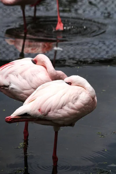 Flamingos på svart bakgrund — Stockfoto