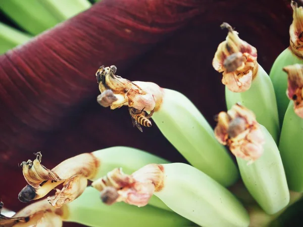 Bouquet de bananes — Photo