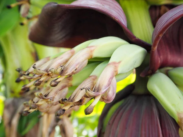 Tros bananen — Stockfoto