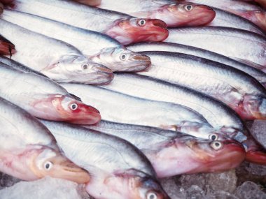 Arka planda, taze balık yakın çekim