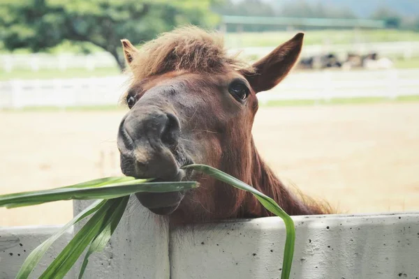 Όμορφο Καφετί Άλογο Τρώει Χόρτο Στο Αγρόκτημα Καλοκαίρι — Φωτογραφία Αρχείου
