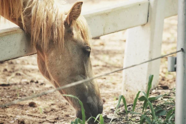 Hermoso Caballo Marrón Alimentación Granja Verano —  Fotos de Stock