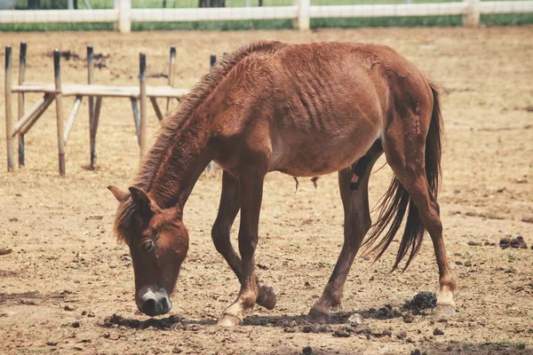 Seitenansicht Des Schönen Braunen Pferdes Auf Dem Bauernhof Sommer — Stockfoto