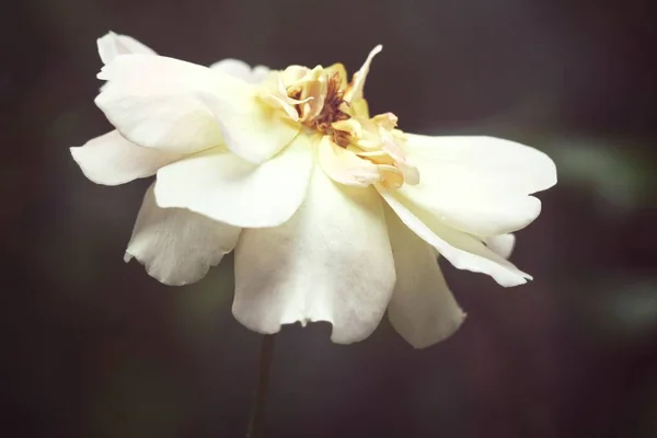 园林模糊背景上的白玫瑰 — 图库照片