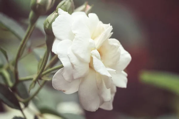 White Beautiful Rose Blurred Background Graden — Stock Photo, Image