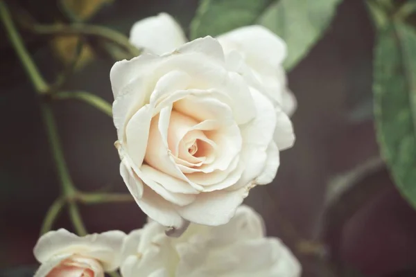 Красивые Белые Цветущие Розы Саду — стоковое фото