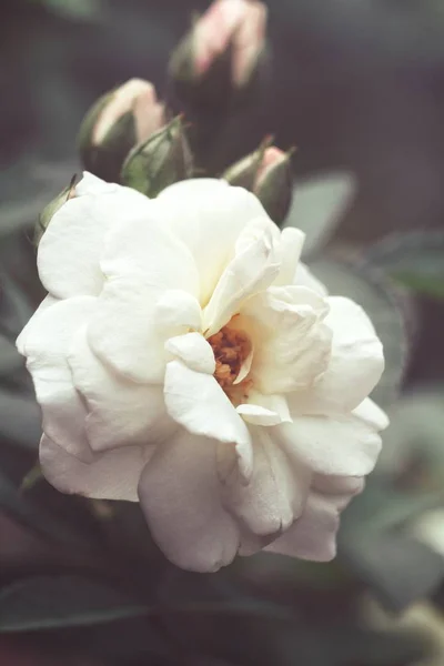 美丽的白色盛开的玫瑰在花园里生长 — 图库照片