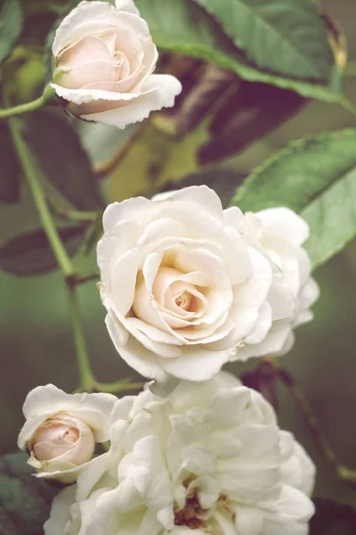Прекрасные Белые Цветущие Розы Саду Весной — стоковое фото