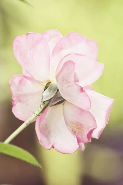 Vintage Roze Steeg Lichtgroene Onscherpe Achtergrond Tuin — Stockfoto