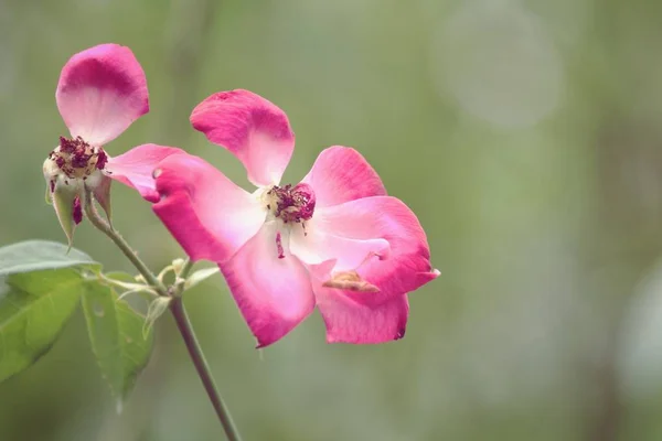 Винтажные Розовые Розы Размытом Фоне Саду — стоковое фото