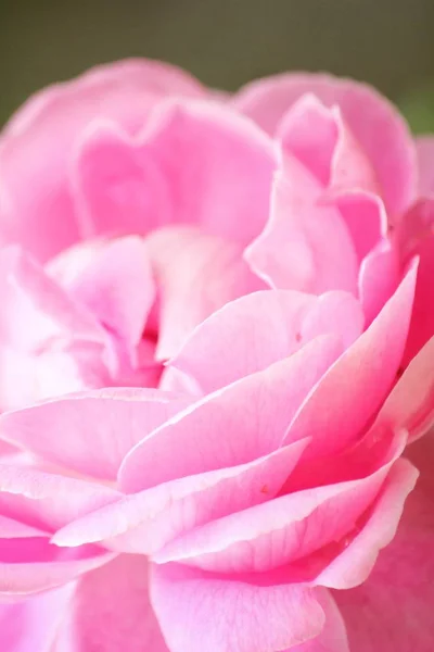 Selektiver Fokus Der Rosa Rose Garten — Stockfoto