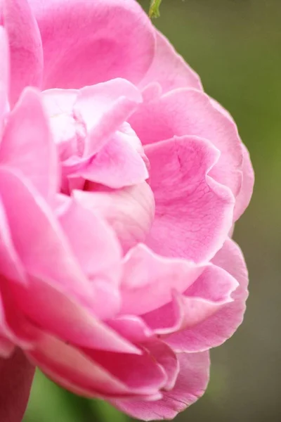 美しいビンテージ ピンク ローズの庭で — ストック写真