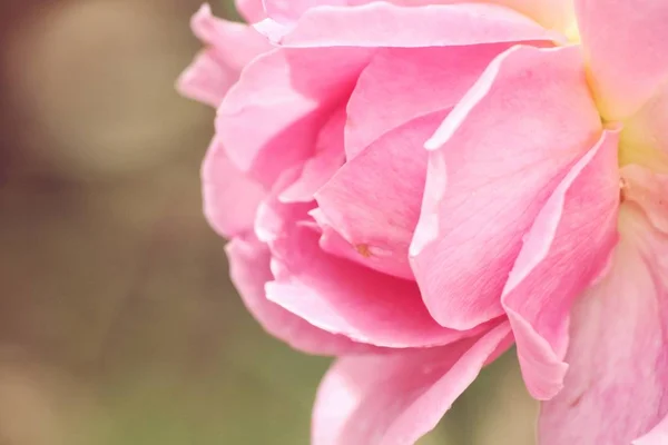 Цветущие Винтажные Розовые Розы Саду — стоковое фото