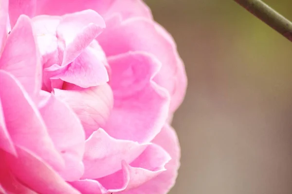 Primo Piano Rosa Vintage Giardino — Foto Stock