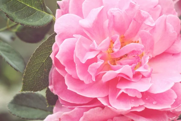 Vintage Ροζ Τριαντάφυλλο Στον Κήπο Την Άνοιξη — Φωτογραφία Αρχείου