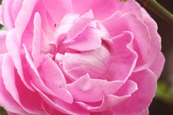 Zblízka Vintage Růžové Růže Zahradě — Stock fotografie