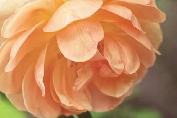Bella Grande Fioritura Rosa Arancione Giardino — Foto Stock