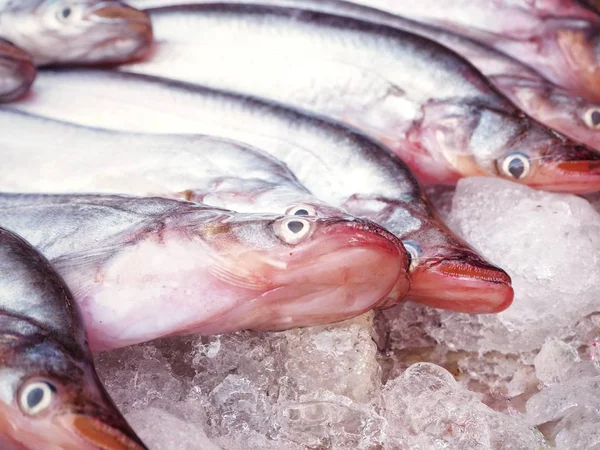 Närbild av färsk fisk — Stockfoto