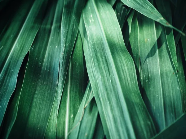 Vue Rapprochée Des Feuilles Vétiver Vert Fond Texturé — Photo