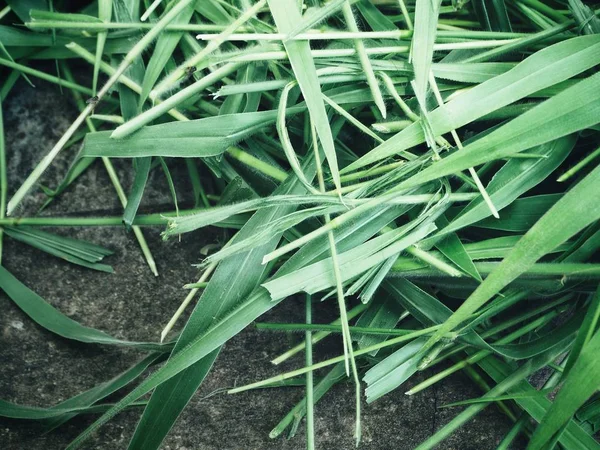 Vista Próxima Das Folhas Vetiver Verde Chão Cinzento — Fotografia de Stock