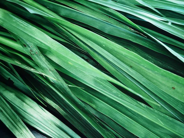 Zavřít Pohled Zelených Vetiver Listy Texturou Pozadí — Stock fotografie