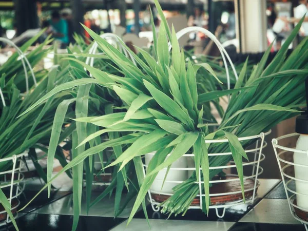 Вид Зеленые Ветивер Листья Магазине Полке — стоковое фото