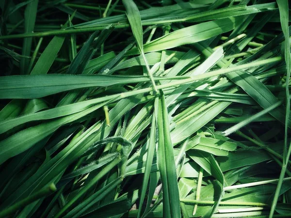 Вид Зеленые Ветивер Листья Текстурированный Фон — стоковое фото
