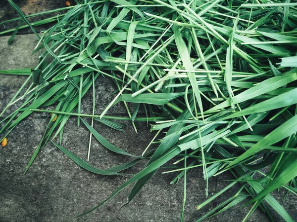 Vista Próxima Das Folhas Vetiver Verde Chão Cinzento — Fotografia de Stock