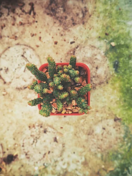Cactus Pot Bruin Oppervlak Bovenaanzicht — Stockfoto