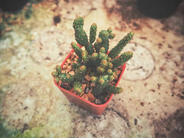 Vista Ángulo Alto Cactus Maceta Sobre Superficie Marrón — Foto de Stock