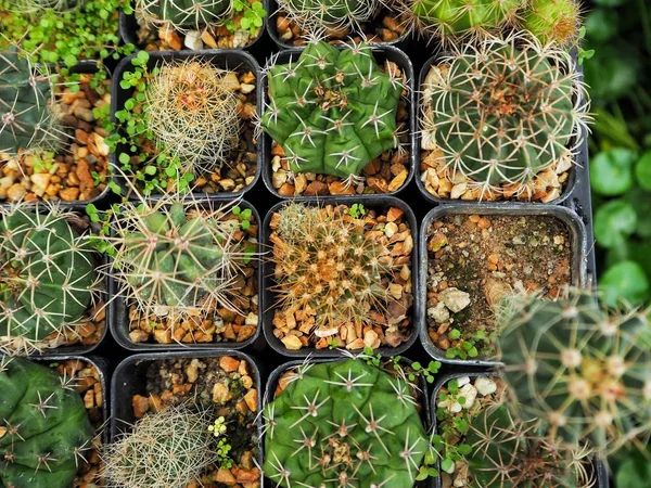 Bovenaanzicht Van Cactussen Met Doornen Potten Oppervlak — Stockfoto