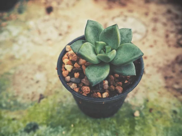 표면에 냄비에 Succulent의 — 스톡 사진