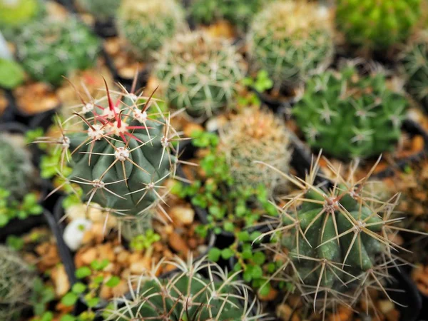 Szelektív Összpontosít Hazai Kaktuszok Tövisekkel Cserépben Felületen — Stock Fotó