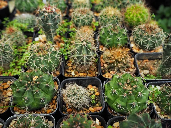 Szép Hazai Kaktuszok Tövisekkel Cserépben Felületen — Stock Fotó