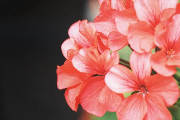 Beautiful Blooming Red Flowers Garden Spring — Stock Photo, Image