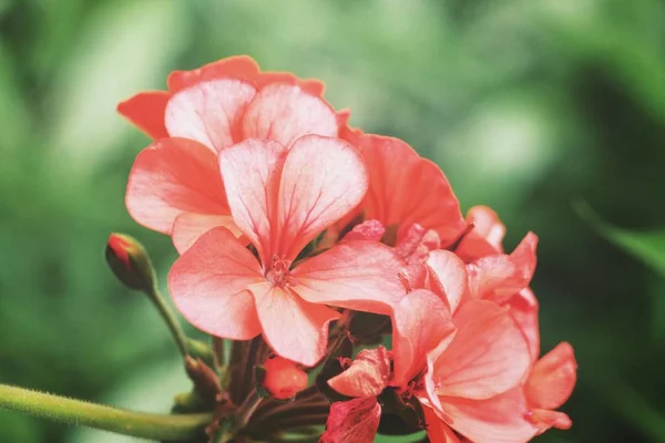 Красивые Цветущие Красные Цветы Саду Летом — стоковое фото