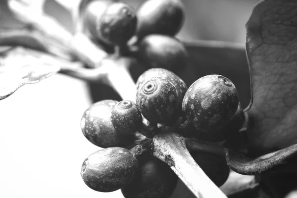 木の上のコーヒー豆 — ストック写真