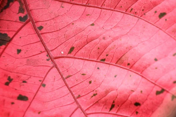 Perto de folhas vermelhas — Fotografia de Stock