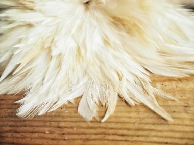 Beyaz tüyler yakın çekim