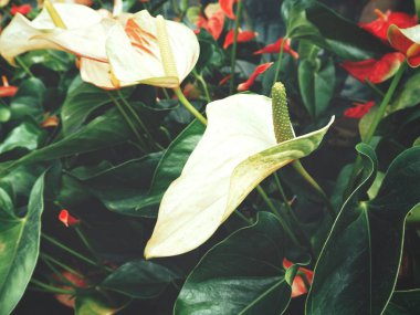 Flamingo çiçekleri yakın çekim