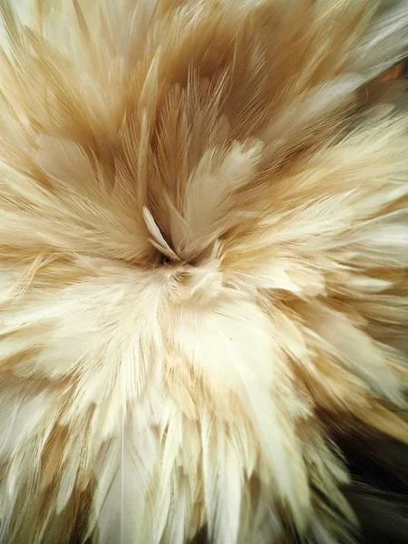 Nahaufnahme von weißen Federn — Stockfoto
